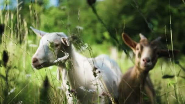 在一个农场的山羊 — 图库视频影像
