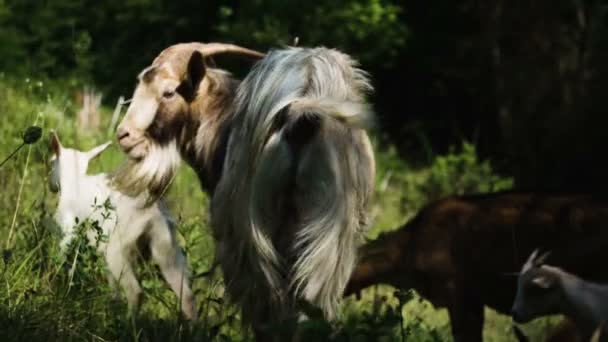 Grupo Cabras Campo — Vídeos de Stock