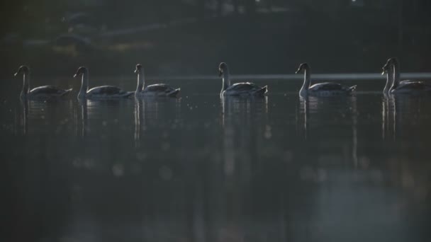 Grupo Cisnes Lago — Vídeo de Stock