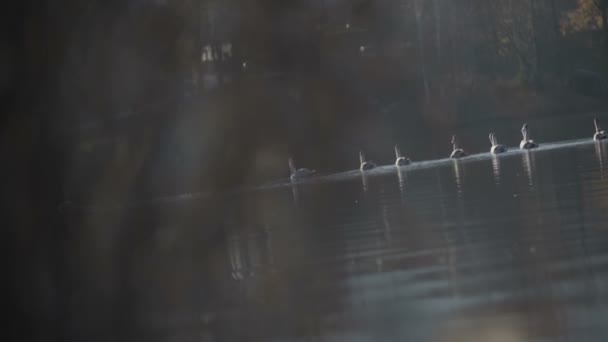湖上的一群天鹅 — 图库视频影像
