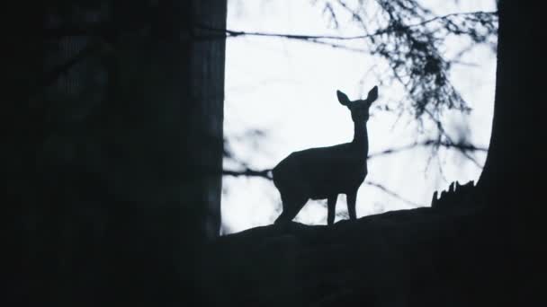 Silhouette Chevreuil Dans Forêt — Video