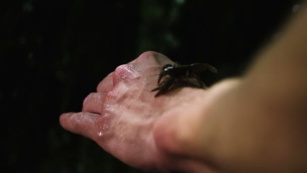 Steinkrebs Läuft Auf Einer Hand — Stockvideo