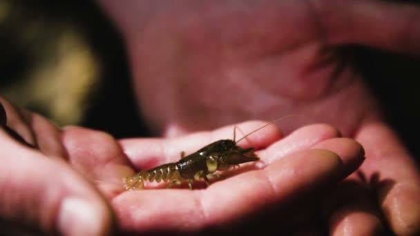 Stone Crayfish Hand — Stock Video