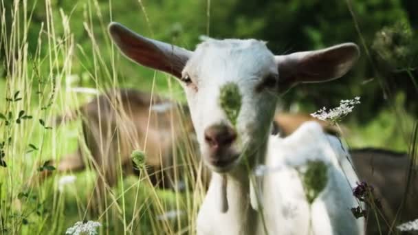 田野上的白山羊 — 图库视频影像