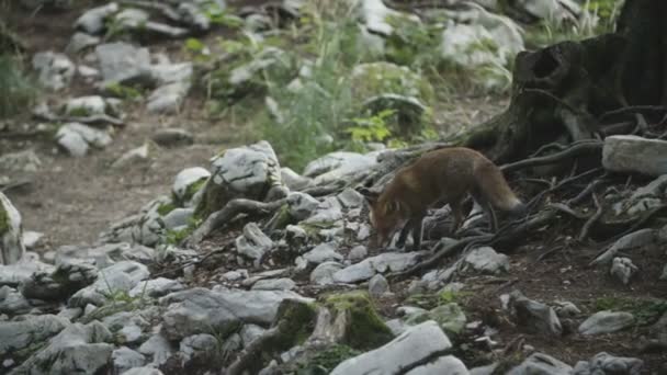 Zorro Salvaje Está Buscando Comida Bosque — Vídeos de Stock