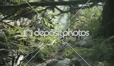 Vahşi fox bir tepeye yürüyor