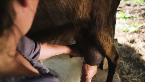 Woman Milking Goat — Stock Video