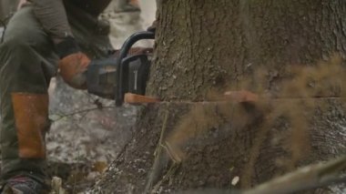 Bir logger Ladin ağaç kesiyor