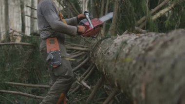 Bir logger dalları testere ile kesme