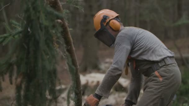 Bûcheron Coupe Des Branches Épinette — Video