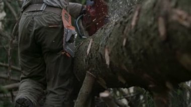 Ladin şubeleri her yerde uçan testere talaşı ile kesme