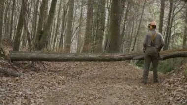 Logger engel oluyor ağaç kesmek için gidiyor