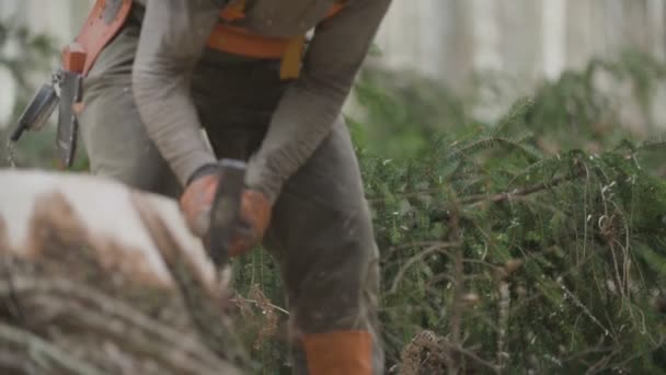 用斧头砍树干 — 图库视频影像