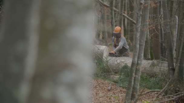 Coupe Tronc Bois Avec Tronçonneuse — Video