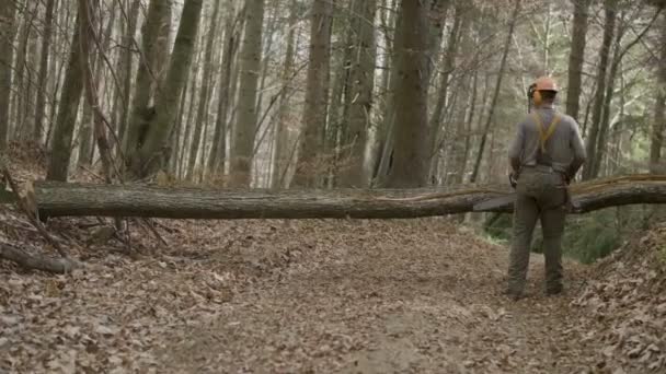 Logger Couper Arbre Qui Est Sur Chemin — Video