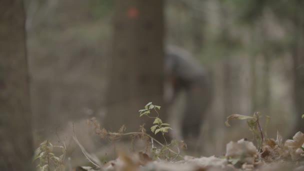 Bûcheron Coupe Arbre — Video