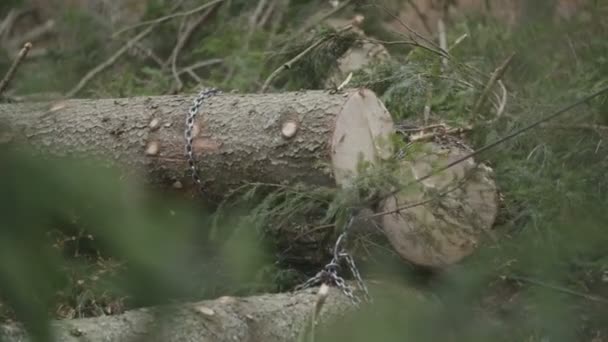 Ciągnięcie Drzewo Dzienniki Ciągnika — Wideo stockowe