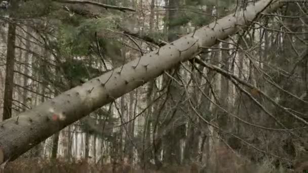 Ladin Ağacı Yıkılıyor — Stok video