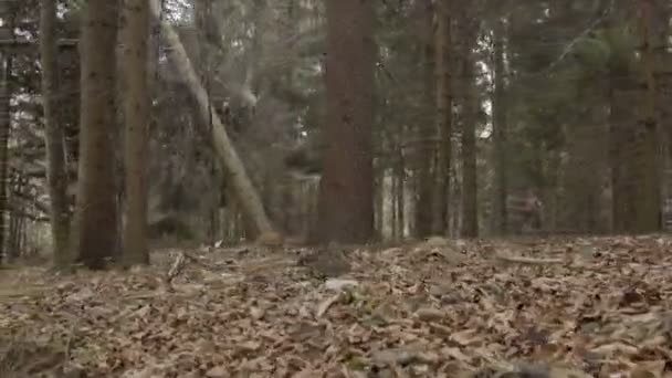 Дерево Падает — стоковое видео