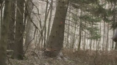  Bir ağaç yıkılıyor