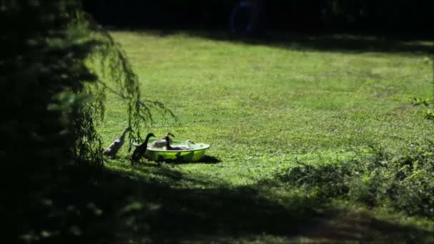 鸭子沐浴在草地上 Timelapse — 图库视频影像