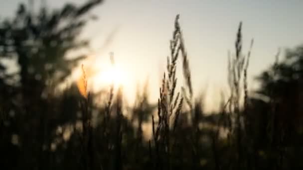 Sonnenuntergang Vom Weizenfeld — Stockvideo
