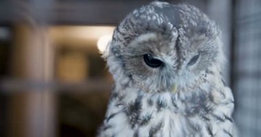 Güzel baykuş yakın çekim