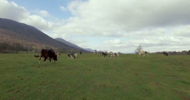 Vacas Campo — Vídeo de Stock