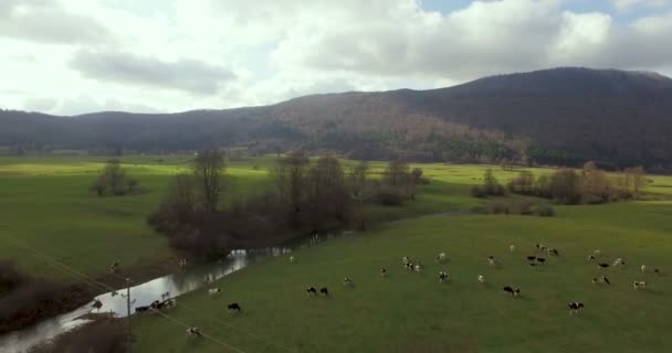 Vacas Campo Junto Orilla Del Río — Vídeo de stock
