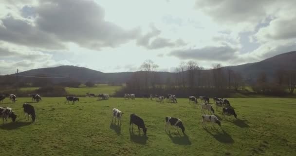 Vacas Campo Lado Margem Rio — Vídeo de Stock