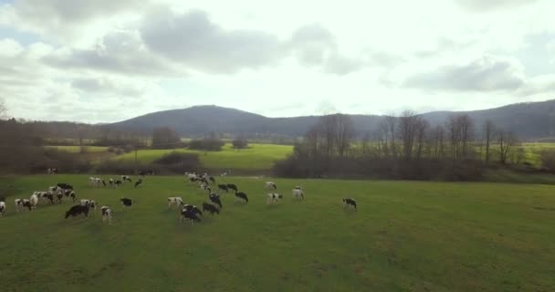 Αγελάδες Ένα Πεδίο Κατά Μήκος Του Ποταμού Τράπεζα — Αρχείο Βίντεο