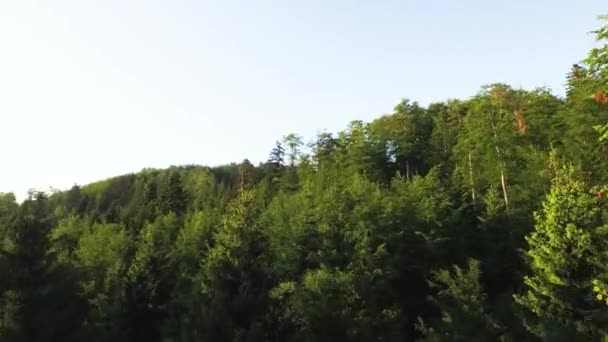 Drone Passando Árvores Floresta Virgem Primitiva — Vídeo de Stock