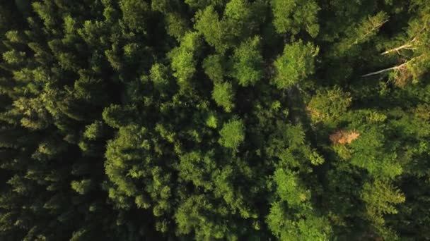 Lkel Orman Dikey Havadan Görünümü — Stok video