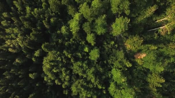 Virgin Primeval Forest Vertical Aerial View — Stock Video