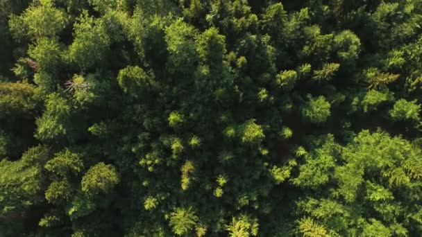 原始森林垂直鸟瞰图 — 图库视频影像
