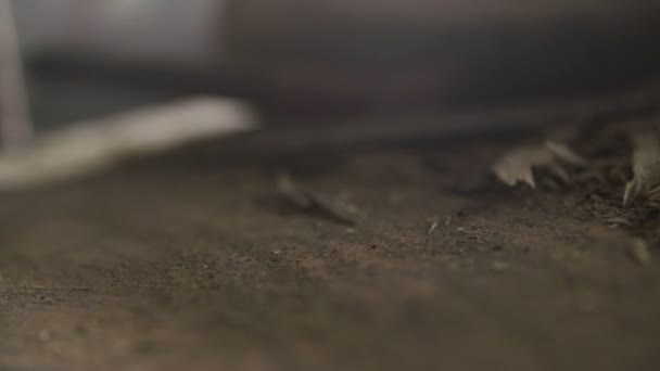 Очищення Тирси Тріски Деревини Столу — стокове відео