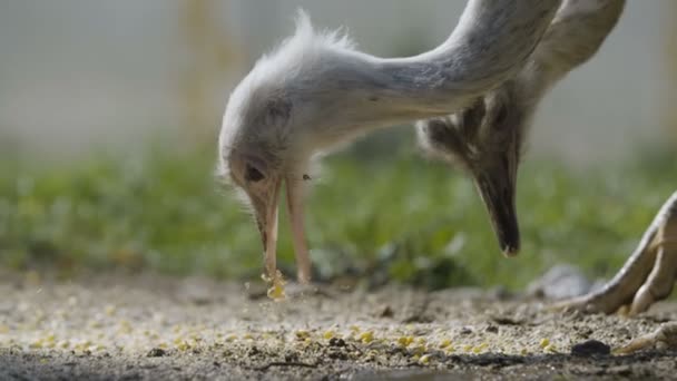Nandu Ptaków Jedzenie Kukurydziany — Wideo stockowe