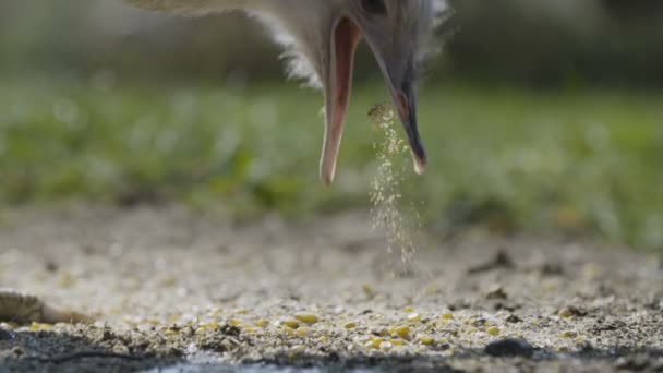 Rea Maggiore Che Mangia Mais — Video Stock