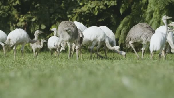 Gruppo Uccelli Rhea — Video Stock