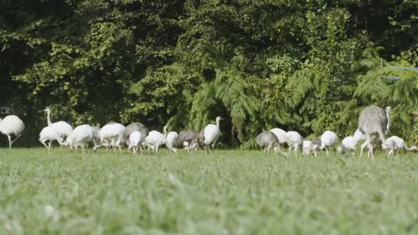 Grotere Rhea Vogels Het Gras — Stockvideo
