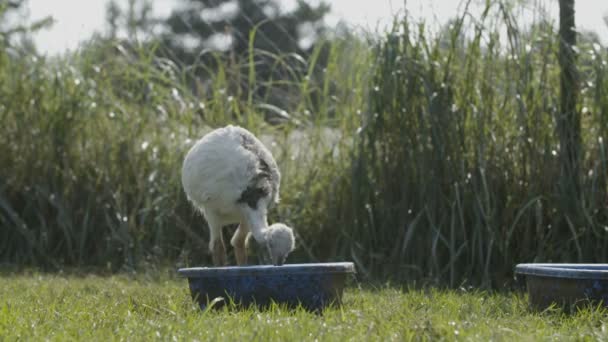 Bebek Rhea Içme Suyu — Stok video