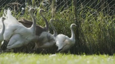 Çimenlerin üzerinde çalışan rheas 