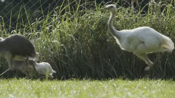 Greater Rhea Birds Running — Stock Video