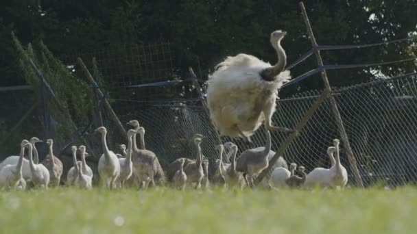 Hoppning Rhea Fågel Gräset — Stockvideo