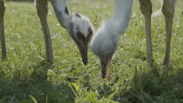 Rhea Fåglar Äta Majs — Stockvideo