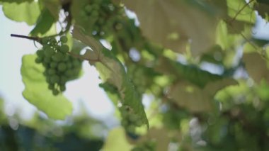Yaz aylarında büyüyen yeşil üzüm