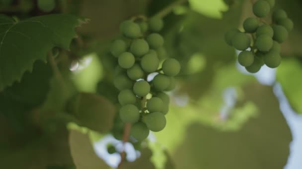 Zamknięcie Zielonych Winogron — Wideo stockowe