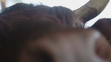 İnek bir ahırda yakın çekim