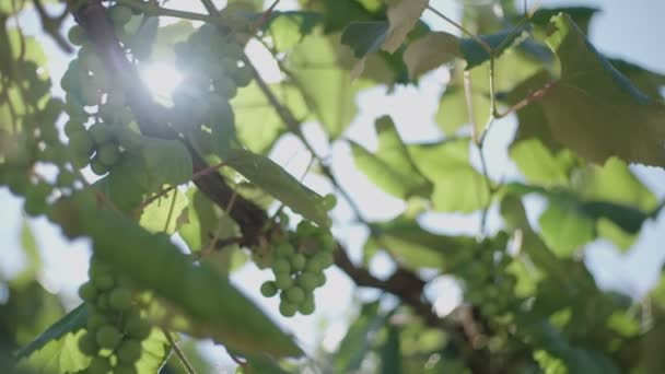 Raisins Verts Avec Soleil Arrière Plan — Video