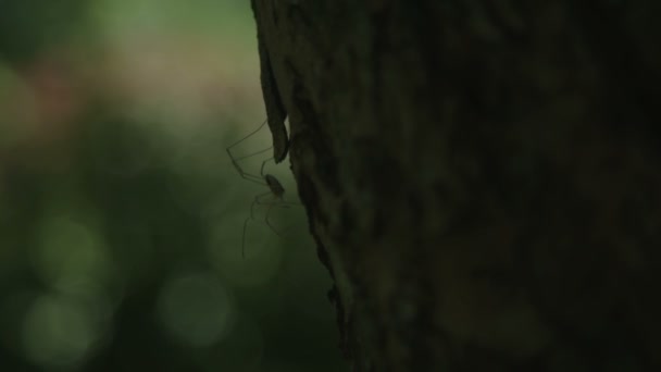 Spinne Auf Baum Aus Nächster Nähe — Stockvideo